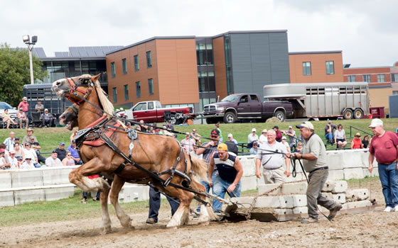 Photo of the horse pulls